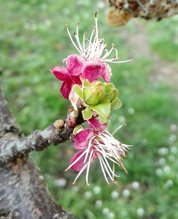 Ripe'S Forest Garden Guest House Ρώμη Εξωτερικό φωτογραφία