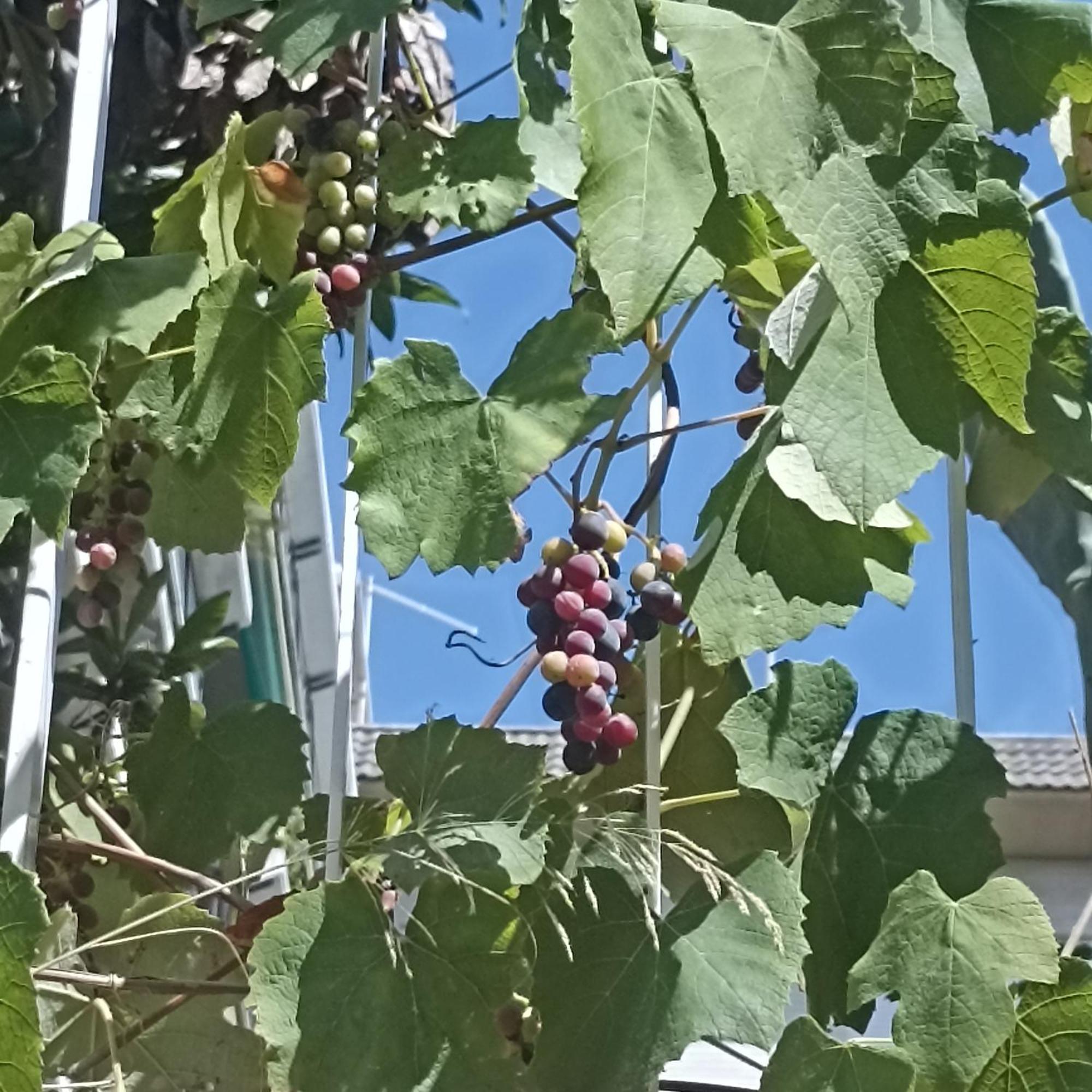 Ripe'S Forest Garden Guest House Ρώμη Εξωτερικό φωτογραφία